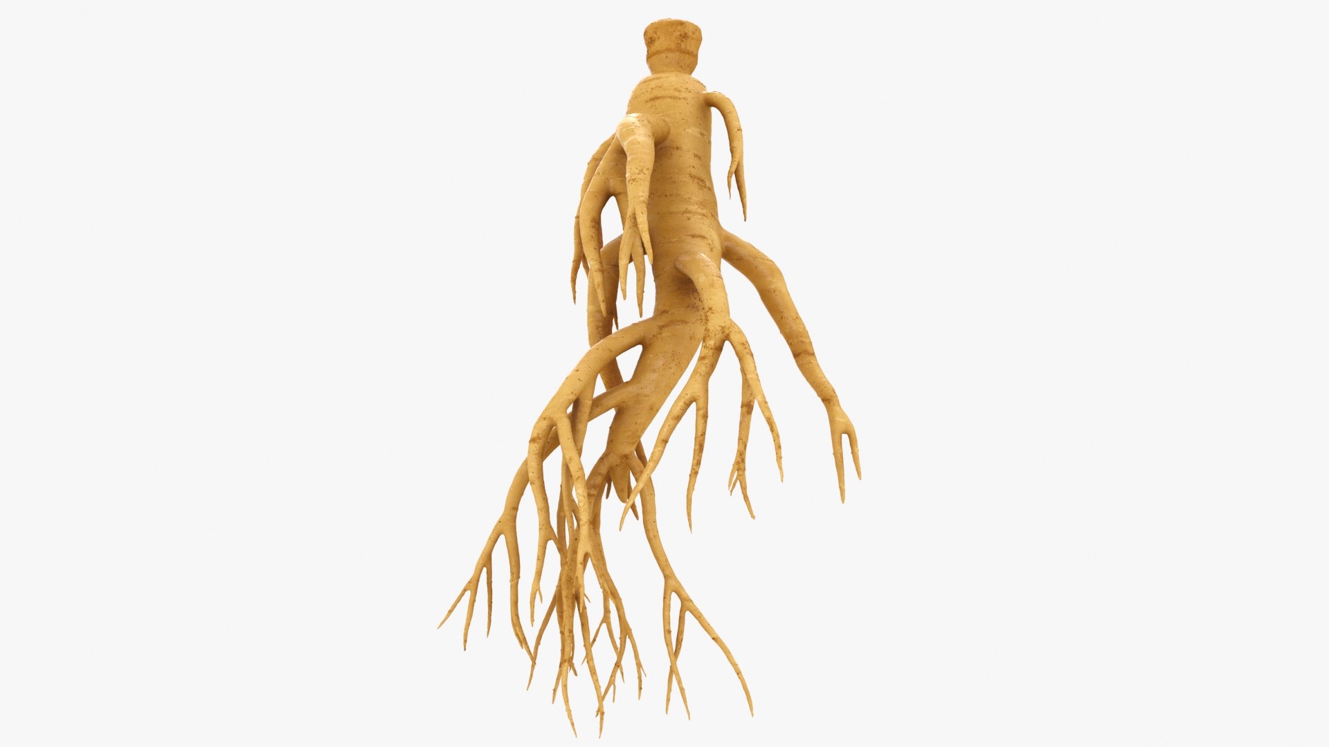 3D Ginseng 03 model https://p.turbosquid.com/ts-thumb/1h/BTVu4H/BC/ginseng03_b0022/jpg/1723884983/1920x1080/fit_q87/a4cfa4590c20b9fe8b967ff5d5408cfe7636a33d/ginseng03_b0022.jpg