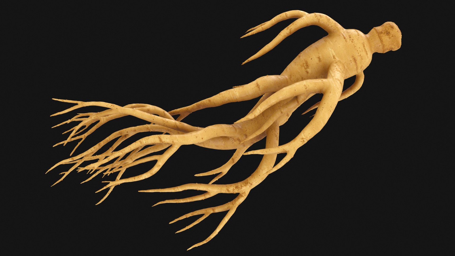 3D Ginseng 03 model https://p.turbosquid.com/ts-thumb/1h/BTVu4H/CN/ginseng03_a0002/jpg/1723884975/1920x1080/fit_q87/6ac944a5e6476ad356577e292f01041f594b2716/ginseng03_a0002.jpg