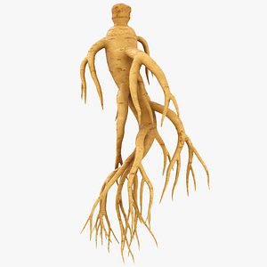 3D Ginseng 03 model