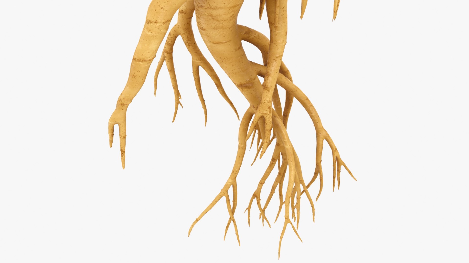 3D Ginseng 03 model https://p.turbosquid.com/ts-thumb/1h/BTVu4H/QL/ginseng03_b0012/jpg/1723884980/1920x1080/fit_q87/3ef95e4cff9918a6ad818578fd0c3fdbd26c7b16/ginseng03_b0012.jpg