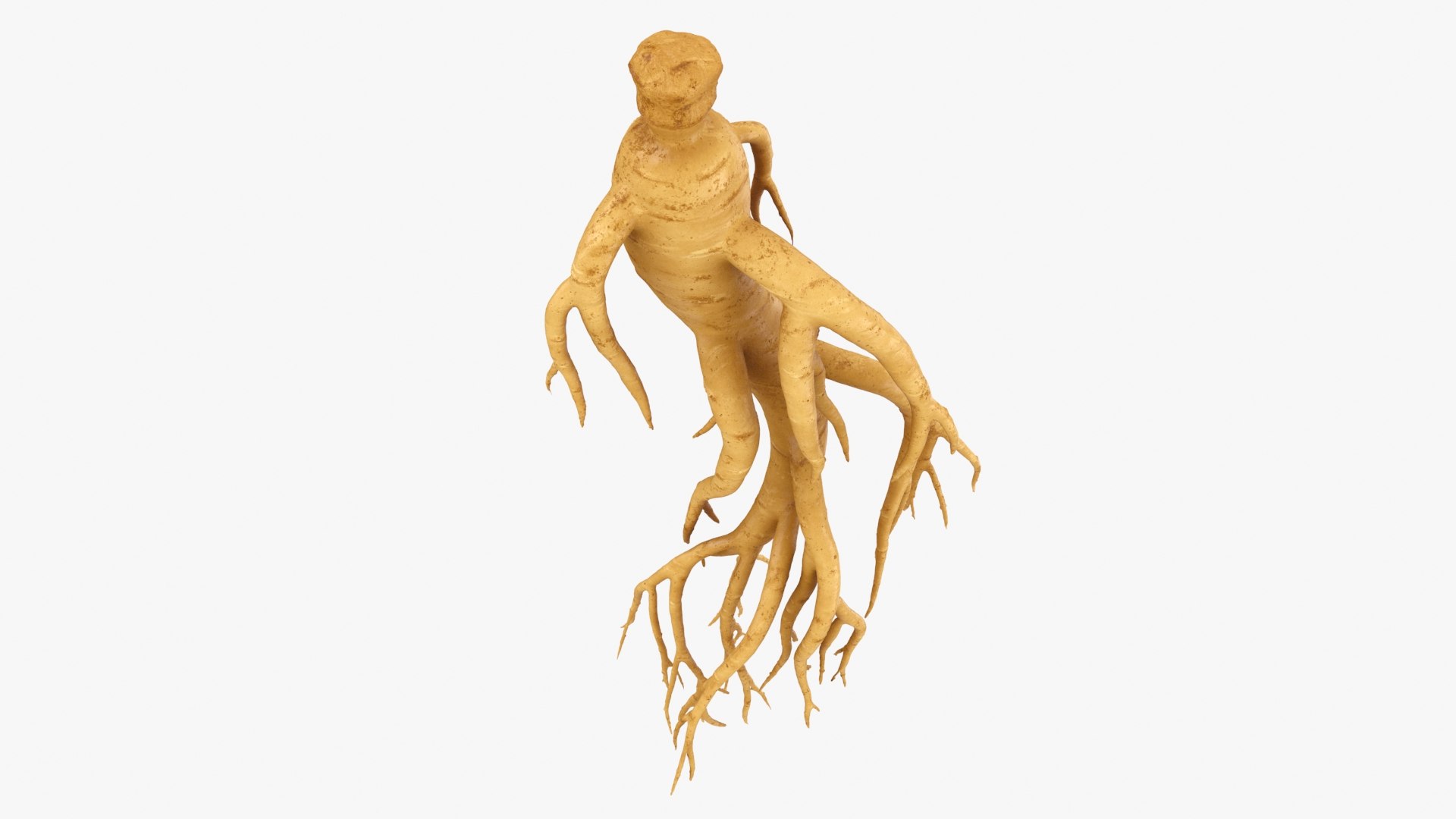 3D Ginseng 03 model https://p.turbosquid.com/ts-thumb/1h/BTVu4H/aB/ginseng03_b0010/jpg/1723884980/1920x1080/fit_q87/57afab690afb7c2bd8d764da4beaf18dd0930752/ginseng03_b0010.jpg