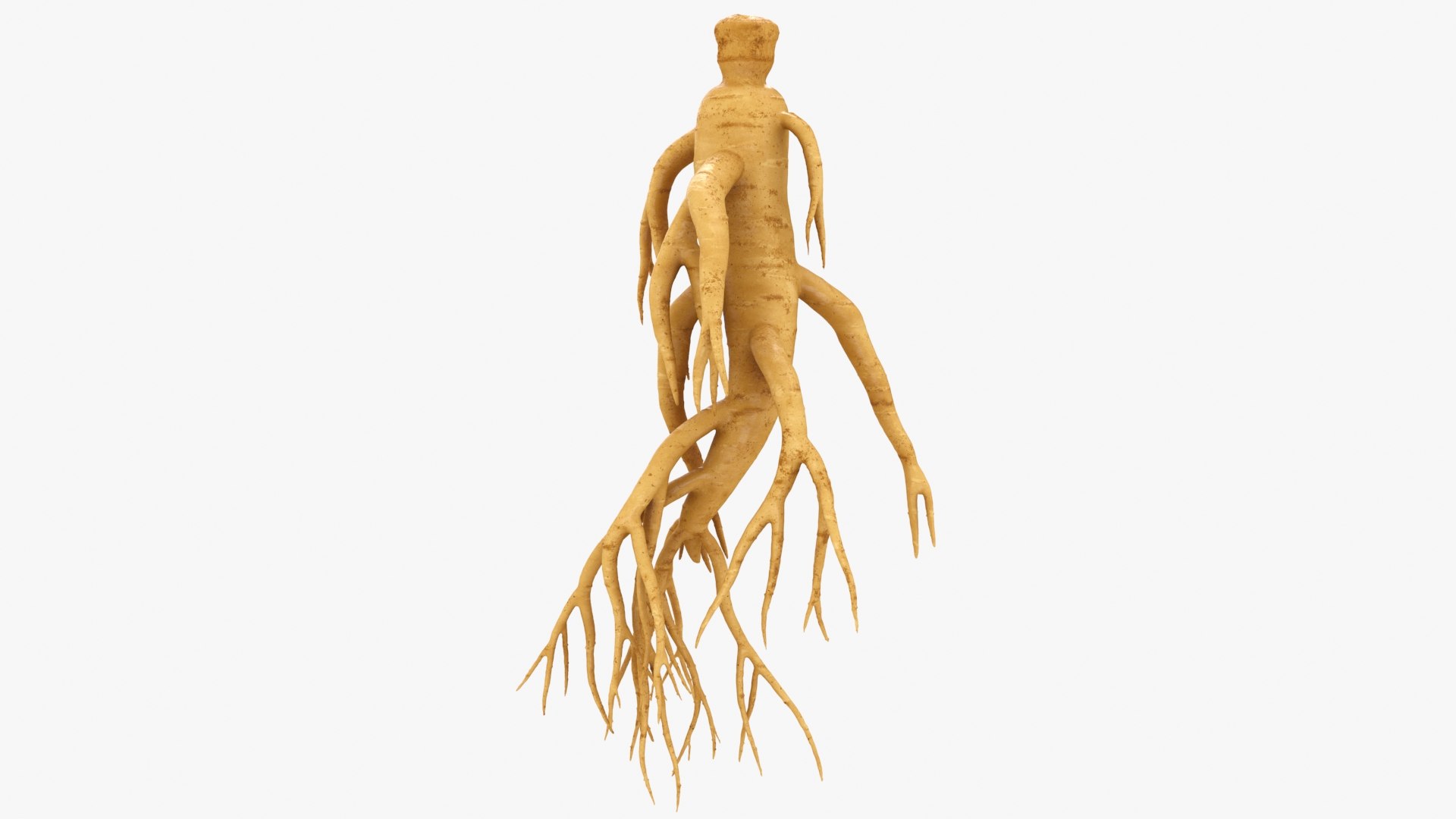3D Ginseng 03 model https://p.turbosquid.com/ts-thumb/1h/BTVu4H/by/ginseng03_b0006/jpg/1723884978/1920x1080/fit_q87/d2a95f7a28ef5a303205f52b69eb998a5038320a/ginseng03_b0006.jpg