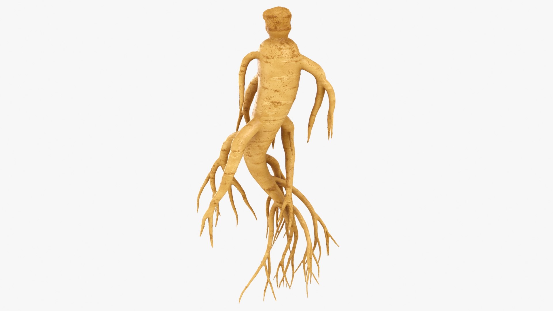 3D Ginseng 03 model https://p.turbosquid.com/ts-thumb/1h/BTVu4H/iJ/ginseng03_b0002/jpg/1723884976/1920x1080/fit_q87/1364d4154bca1d52024d102b403a37c9f8ec4daa/ginseng03_b0002.jpg
