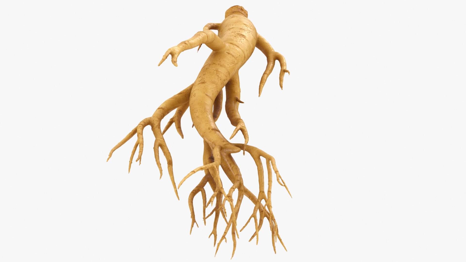3D Ginseng 03 model https://p.turbosquid.com/ts-thumb/1h/BTVu4H/lp/ginseng03_b0020/jpg/1723884983/1920x1080/fit_q87/a3637378eee30d07dbc30faed5a2cb8569c496ec/ginseng03_b0020.jpg