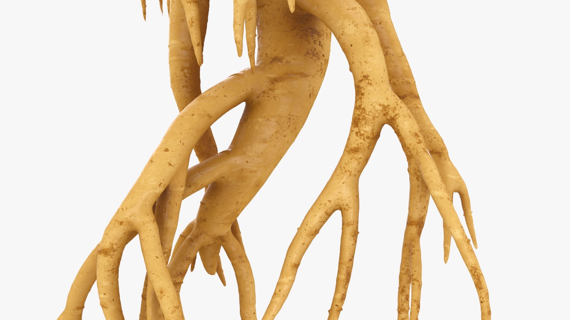 3D Ginseng 03 model https://p.turbosquid.com/ts-thumb/1h/BTVu4H/xV/ginseng03_b0018/jpg/1723884983/1920x1080/fit_q87/95ebb2a69967f050bd27126abc9dbd4ca3b96392/ginseng03_b0018.jpg