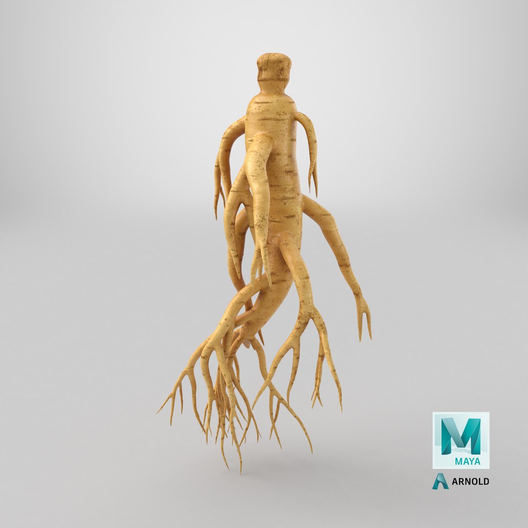 3D Ginseng 03 model https://p.turbosquid.com/ts-thumb/1h/BTVu4H/xe/stemcell_maya_arnold_render/png/1725455703/1920x1080/fit_q87/870f6a8f4ed5b9a6be96a7c6ad064c9e68b43159/stemcell_maya_arnold_render.jpg