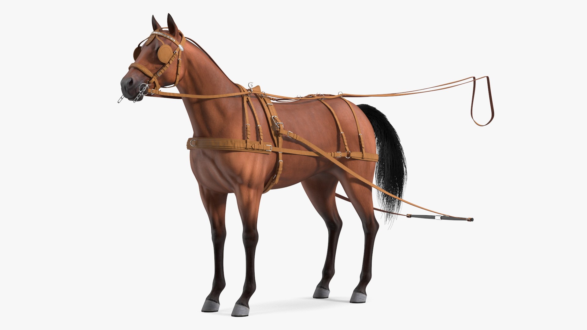 Horse Leather Single Driving Harness 3D model https://p.turbosquid.com/ts-thumb/1h/Ditqwp/zd/horse_leather_single_driving_harness_002/jpg/1740727764/1920x1080/fit_q87/97f463801370e1b9f98d4616571b952cff3092c1/horse_leather_single_driving_harness_002.jpg