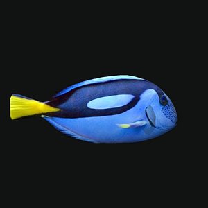 PARACANTHURUS EPATUS