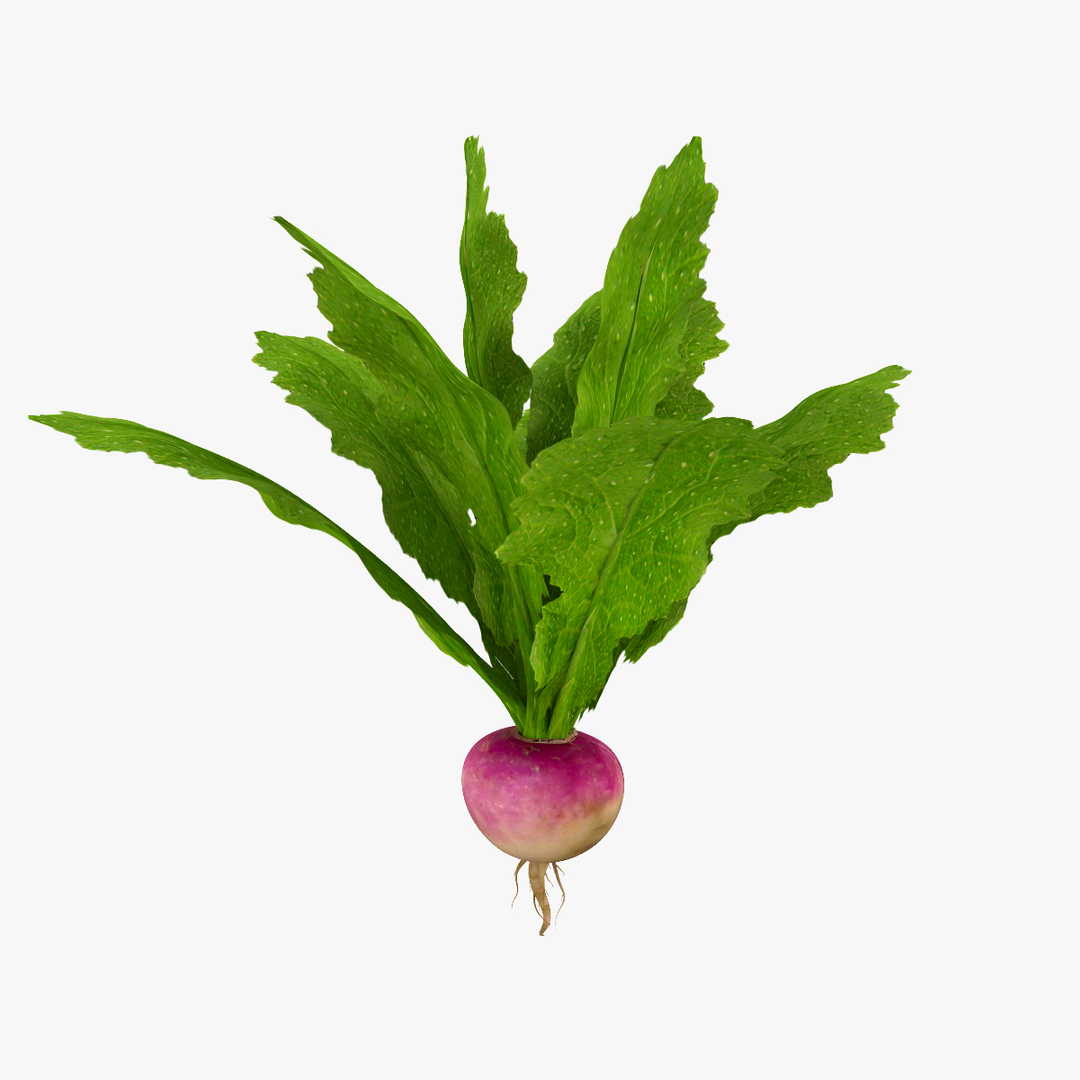 Turnip Vegetable Modeled 3d Max