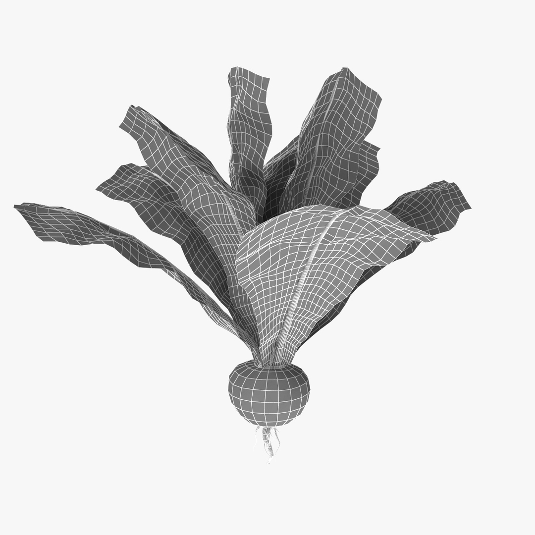 Turnip Vegetable Modeled 3d Max