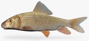 Moxostoma anisurum Silver Redhorse