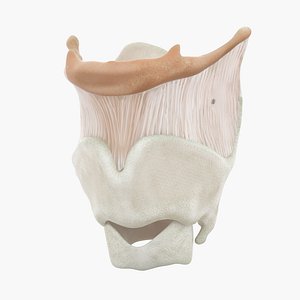 Human Larynx