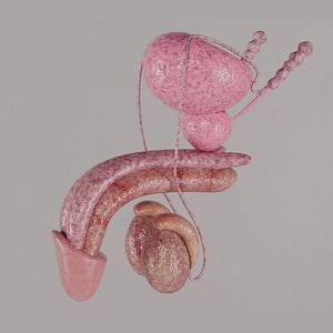 Human Male Reproductive System Anatomy PBR 3D model