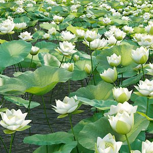 3D Nelumbo lutea - lotus