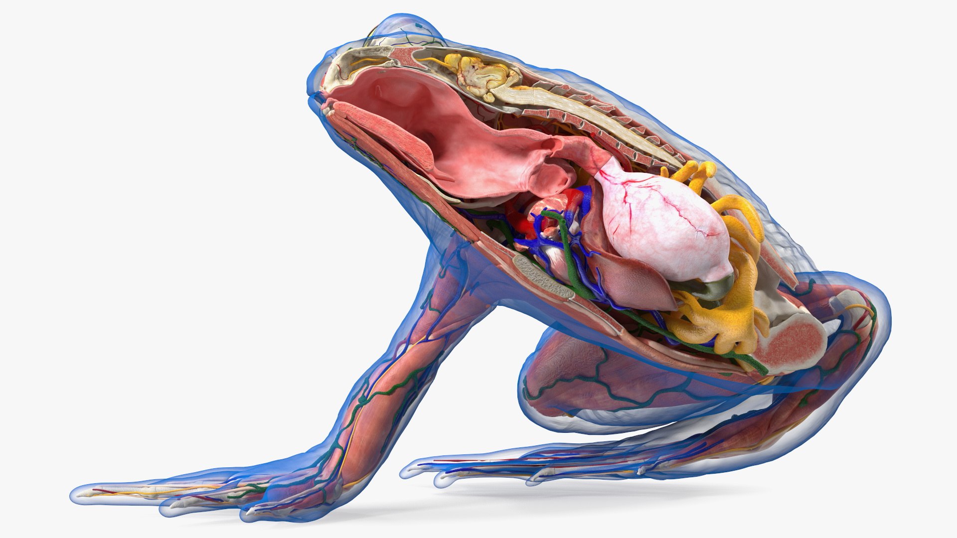 Frog Anatomy Right Side Transparent 3D model preview