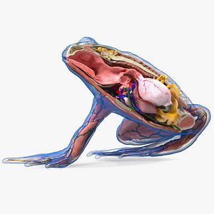 Frog Anatomy Right Side Transparent