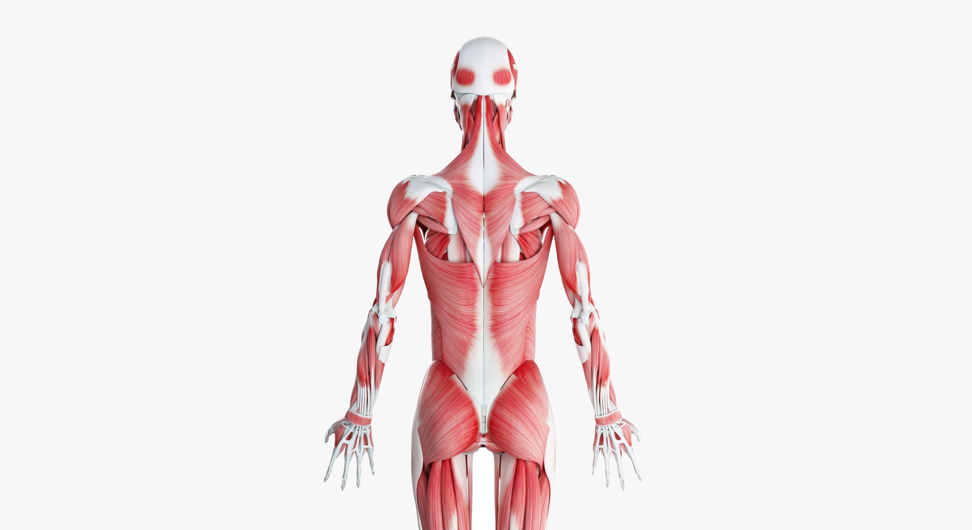 3D female anatomy rigged https://p.turbosquid.com/ts-thumb/1h/tDECy7/3V8CBPGH/2019_female_skeleton_muscles0004/jpg/1576092384/1920x1080/fit_q87/88d035a2bd97d7a1df7a07e3a07ed348ec5793c8/2019_female_skeleton_muscles0004.jpg