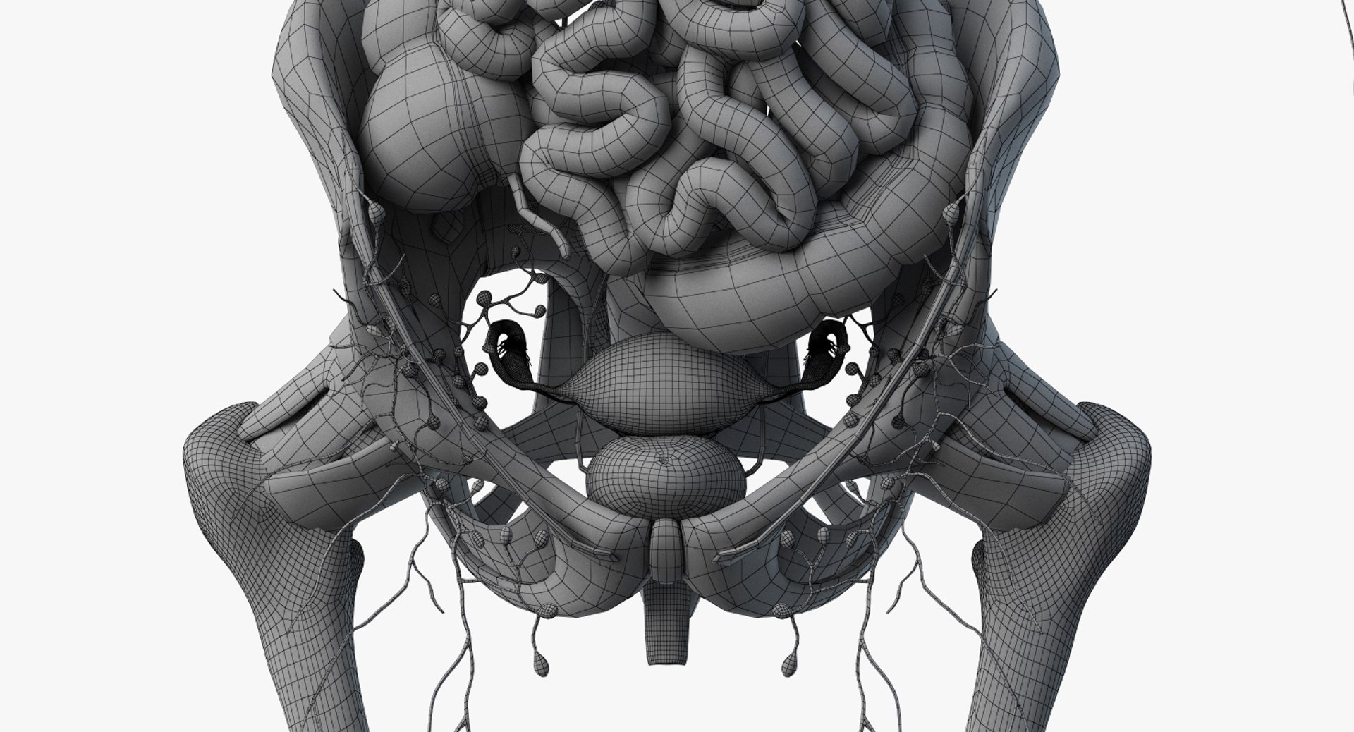 3D female anatomy rigged https://p.turbosquid.com/ts-thumb/1h/tDECy7/CQXKjWbG/2019_female_wire_anatomy_skel_org0007/jpg/1576092940/1920x1080/fit_q87/78e648711b65a6c154f464c959358546972957d9/2019_female_wire_anatomy_skel_org0007.jpg