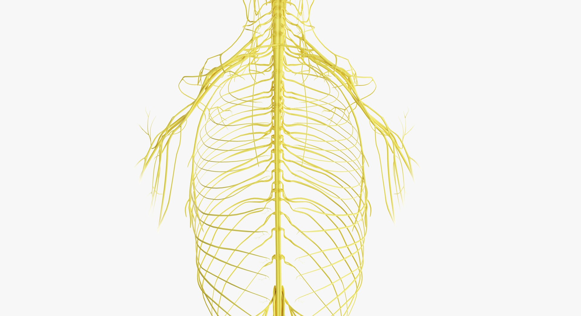 3D female anatomy rigged https://p.turbosquid.com/ts-thumb/1h/tDECy7/KTzPMMjs/2019_female_nerves0002/jpg/1576092487/1920x1080/fit_q87/d6971a612b79f82f8b7f91d6282d3ead108a0c20/2019_female_nerves0002.jpg