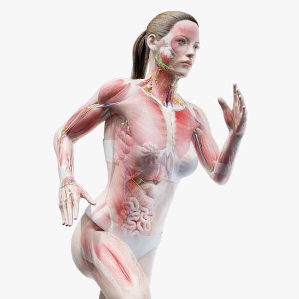女性生体解剖  身体 女性器 人体解剖学 生物学】の画像素材(64101457 ...
