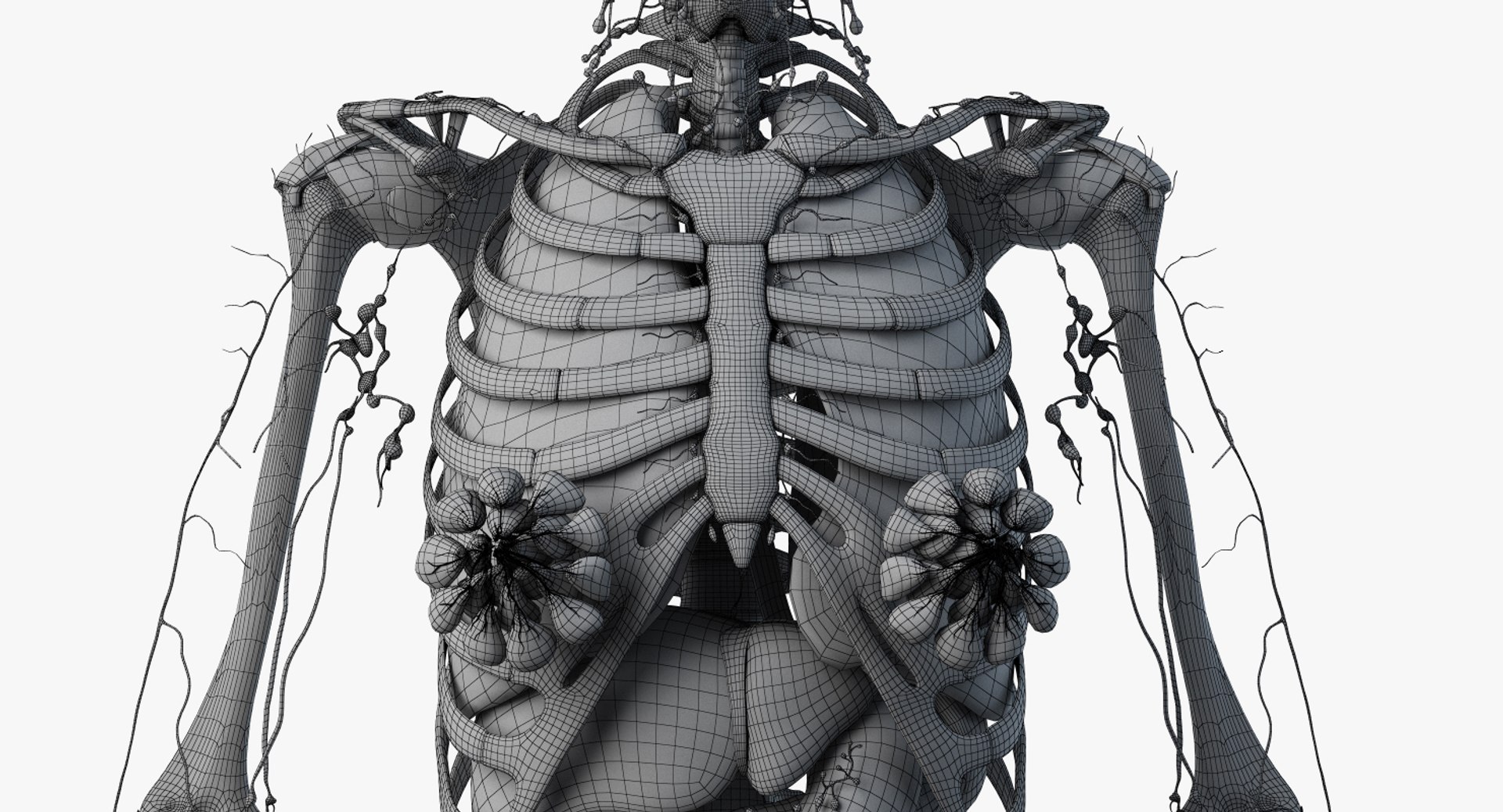 3D female anatomy rigged https://p.turbosquid.com/ts-thumb/1h/tDECy7/NdBvpuzq/2019_female_wire_anatomy_skel_org0002/jpg/1576092940/1920x1080/fit_q87/4a2515525958878395d9b335205e38733ecbfd09/2019_female_wire_anatomy_skel_org0002.jpg