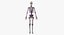Full Female Anatomy Maya Rigged
