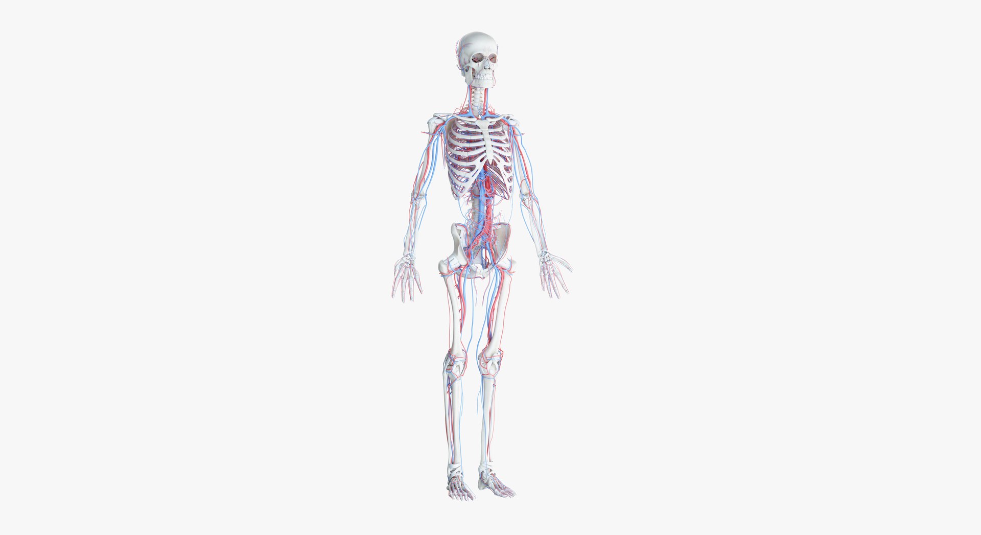 3D female anatomy rigged https://p.turbosquid.com/ts-thumb/1h/tDECy7/VDxFb1Hw/2019_female_skeleton_vascular0000/jpg/1576092644/1920x1080/fit_q87/b8ade96db5ee334022bc165e1f1d120972a5e083/2019_female_skeleton_vascular0000.jpg