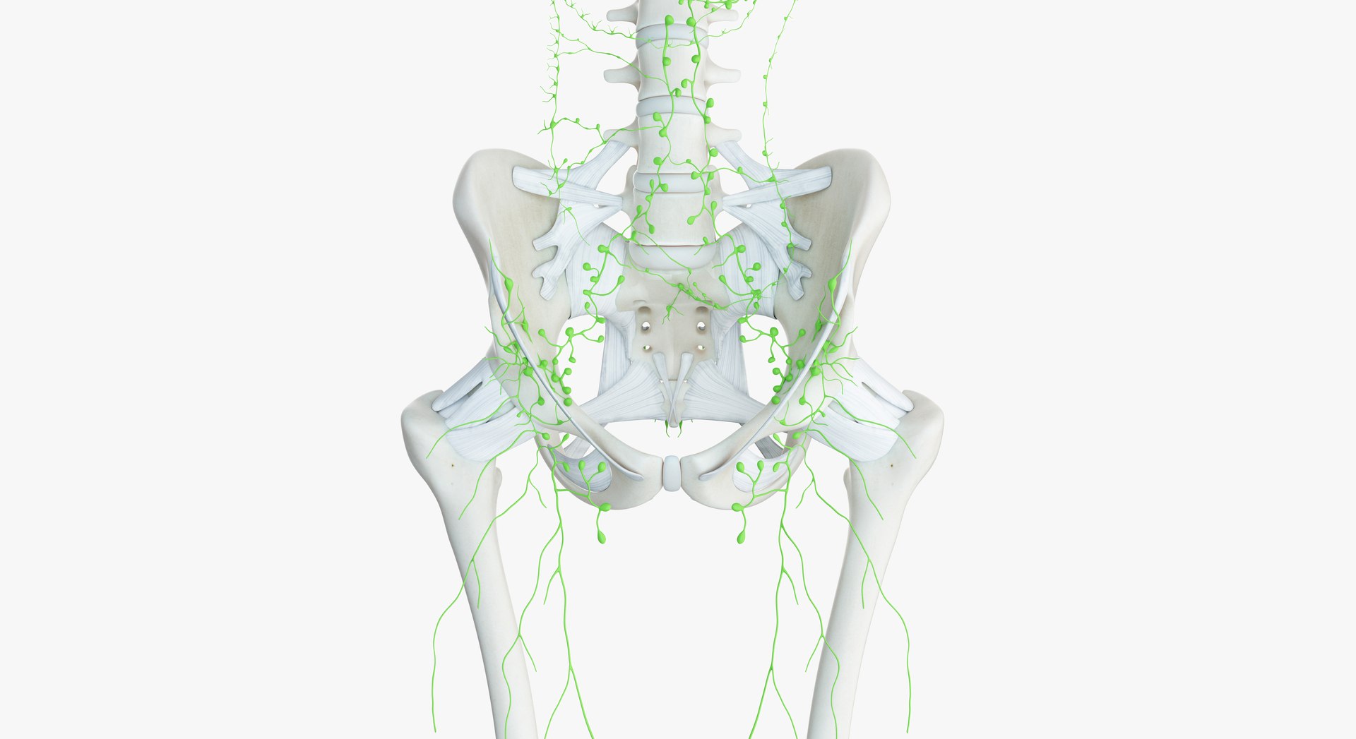 3D female anatomy rigged https://p.turbosquid.com/ts-thumb/1h/tDECy7/eLzI2OFz/2019_female_skeleton_lymphatic0007/jpg/1576092577/1920x1080/fit_q87/275bdfcf2d15ae1c3a2f1b6af414269879a6815d/2019_female_skeleton_lymphatic0007.jpg
