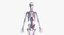 Full Female Anatomy Maya Rigged