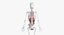 Full Female Anatomy Maya Rigged
