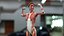 Full Female Anatomy Maya Rigged