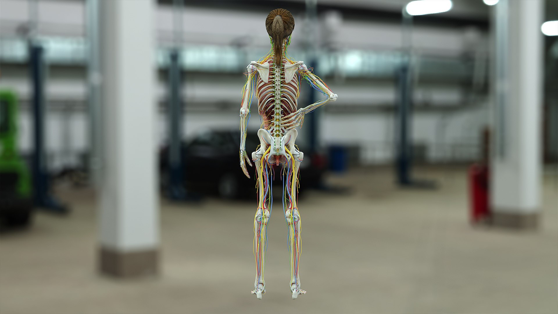 3D female anatomy rigged https://p.turbosquid.com/ts-thumb/1h/tDECy7/m1xCcDGs/fem_05_d/jpg/1600779298/1920x1080/fit_q87/a597a0e3157091fcfe665dc0028a374798accef5/fem_05_d.jpg