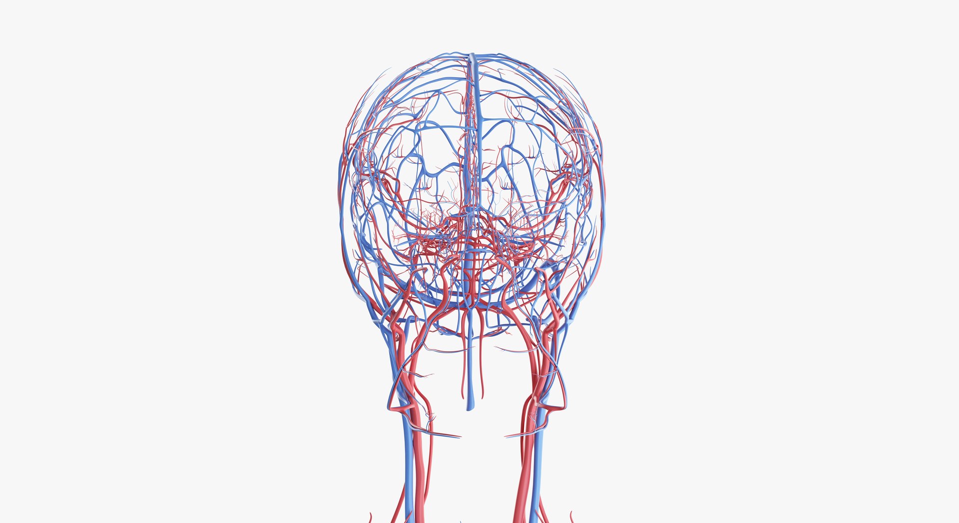 3D female anatomy rigged https://p.turbosquid.com/ts-thumb/1h/tDECy7/mjwg4dnm/2019_female_vascular0003/jpg/1576092686/1920x1080/fit_q87/aac9a8f693fb36bb69020f09f6776d3f377fd368/2019_female_vascular0003.jpg
