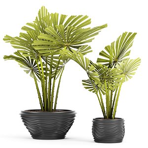 3d palm licuala spinosa