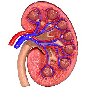 3D Kidney Section