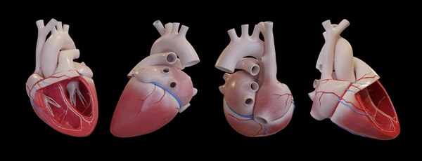 인간의 심장 해부학 - 애니메이션 3D 모델 - TurboSquid 2221125