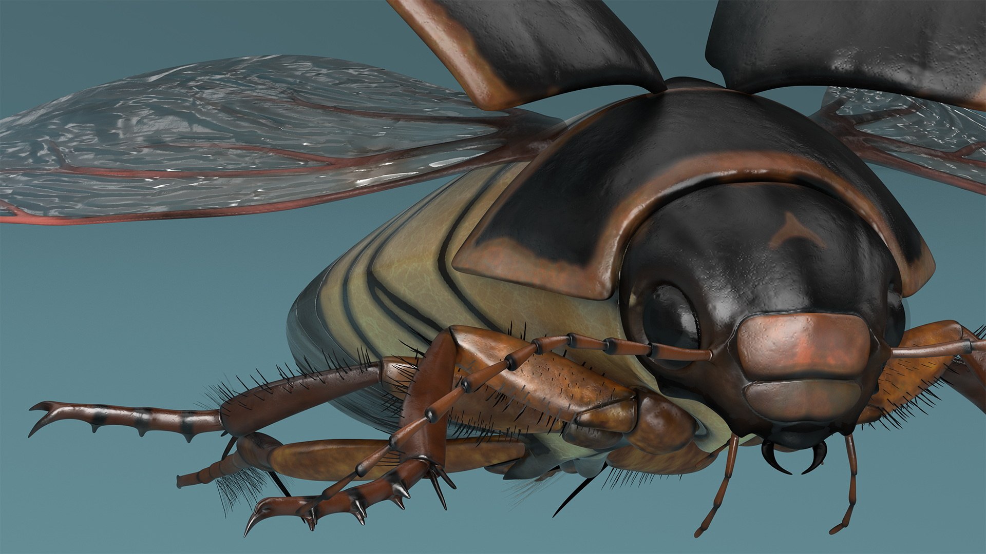 Aquatic Beetle Black Realistic Flying 3D Model - TurboSquid 2241931