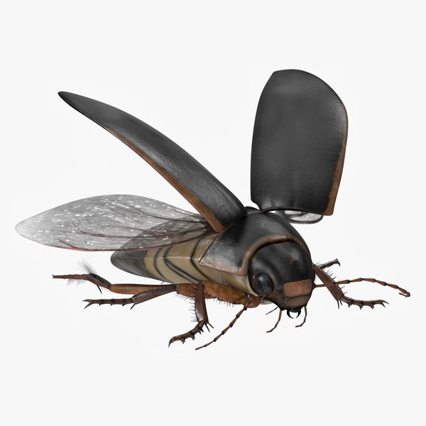 Aquatic Beetle Black Realistic Flying 3D model