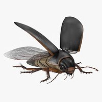 Aquatic Beetle Black Realistic Flying
