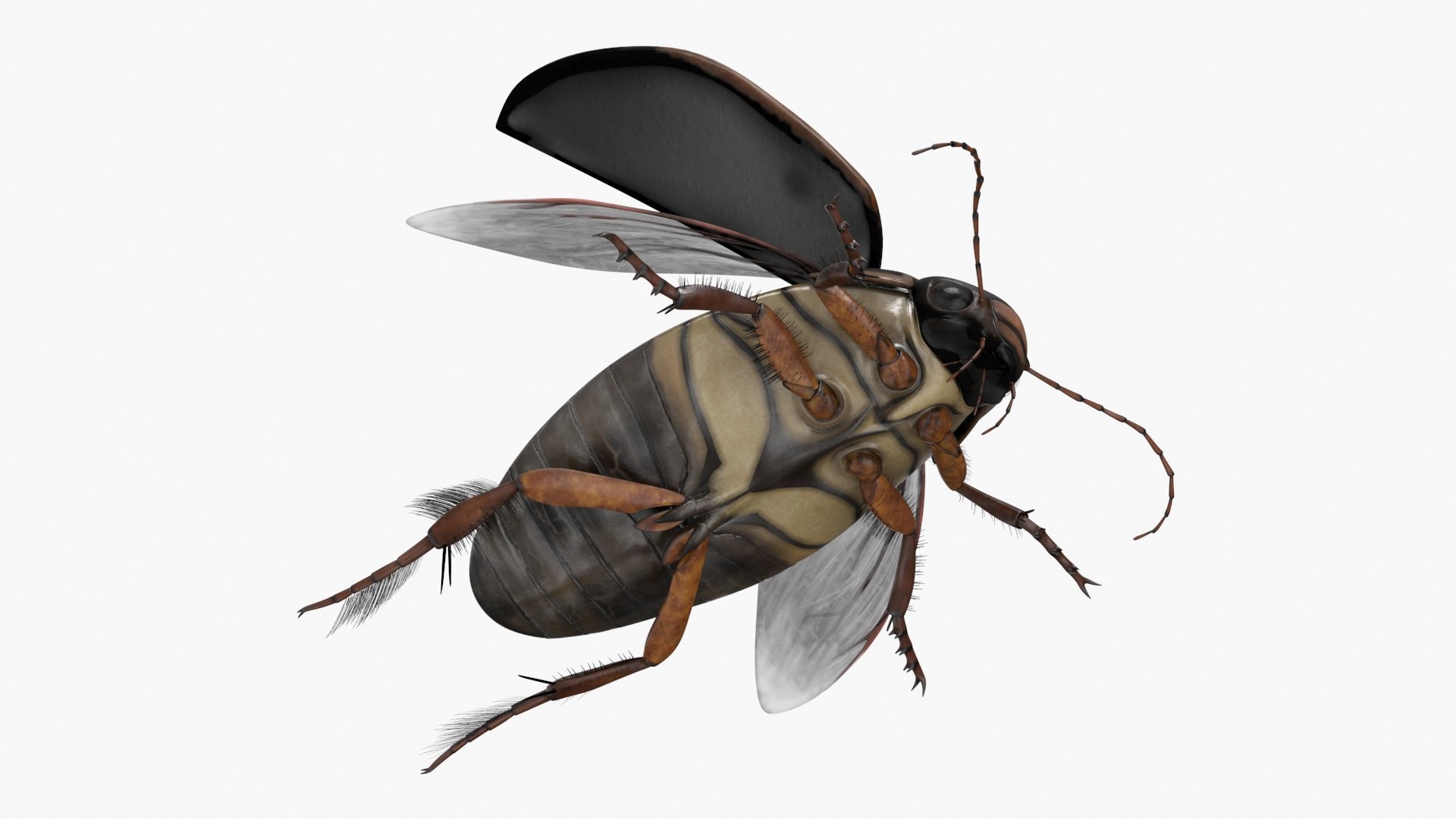 Aquatic Beetle Black Realistic Flying 3D model https://p.turbosquid.com/ts-thumb/1i/R3o249/M0/aquaticbeetleblackrealisticflyingvray3dmodel015/jpg/1718288771/1920x1080/fit_q87/a3a4e491758220d7b77590ec8ae0203d042212fb/aquaticbeetleblackrealisticflyingvray3dmodel015.jpg