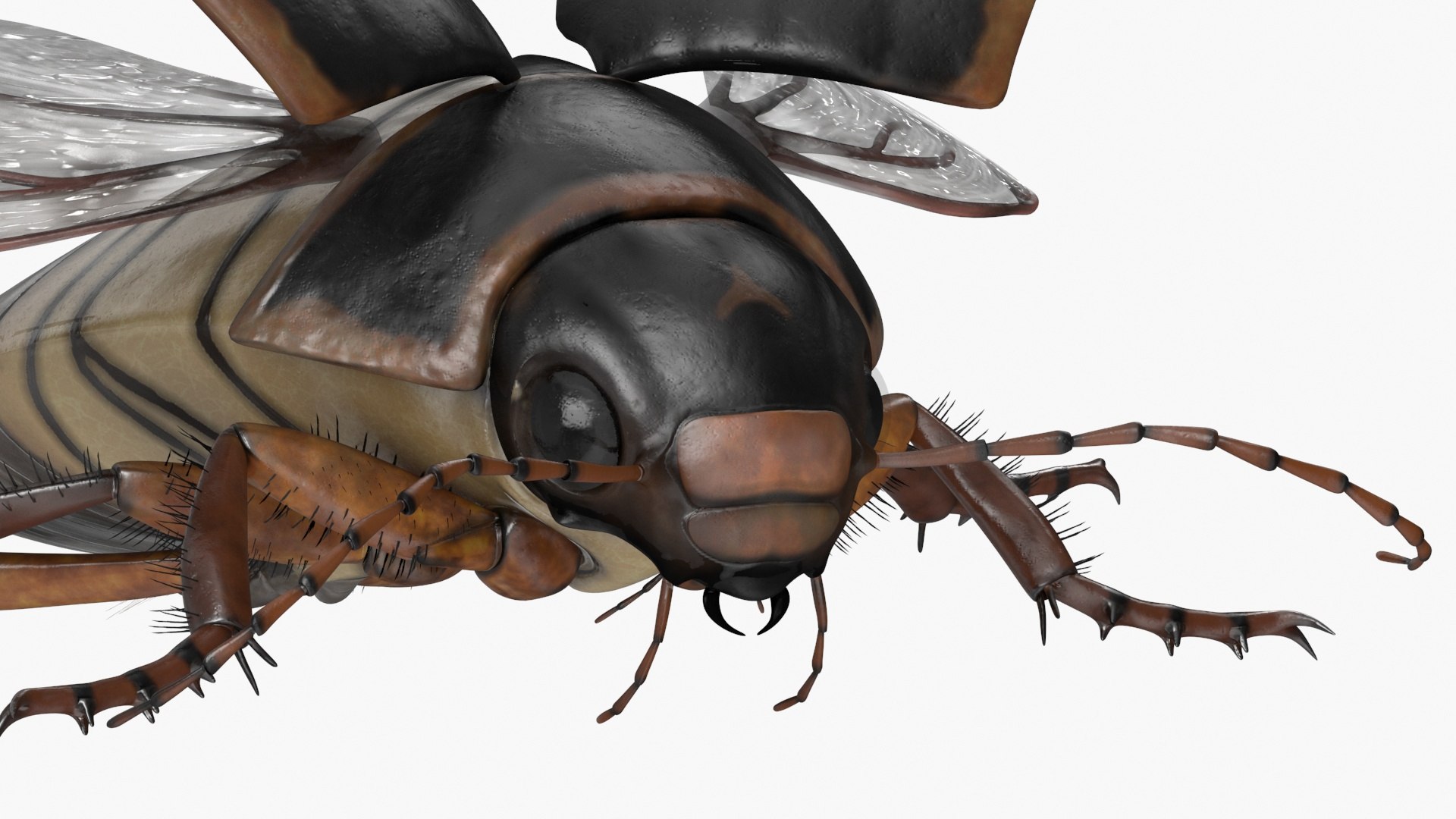 Aquatic Beetle Black Realistic Flying 3D Model - TurboSquid 2241931