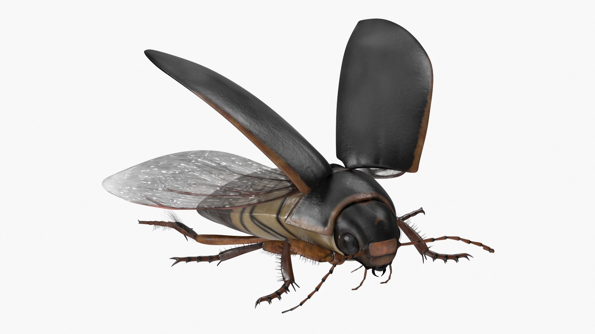 Aquatic Beetle Black Realistic Flying 3D model https://p.turbosquid.com/ts-thumb/1i/R3o249/VK/aquaticbeetleblackrealisticflyingvray3dmodel012/jpg/1718288762/1920x1080/fit_q87/9448daf6a98b3e12eb93d8a004726b53767c2493/aquaticbeetleblackrealisticflyingvray3dmodel012.jpg