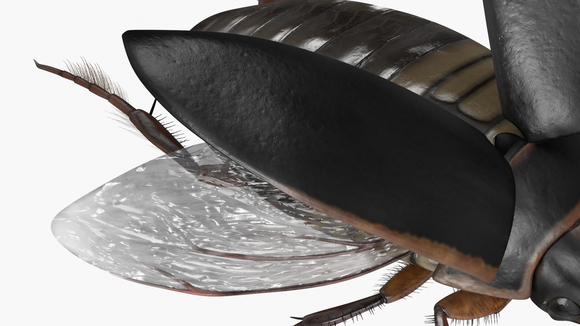 Aquatic Beetle Black Realistic Flying 3D Model - TurboSquid 2241931