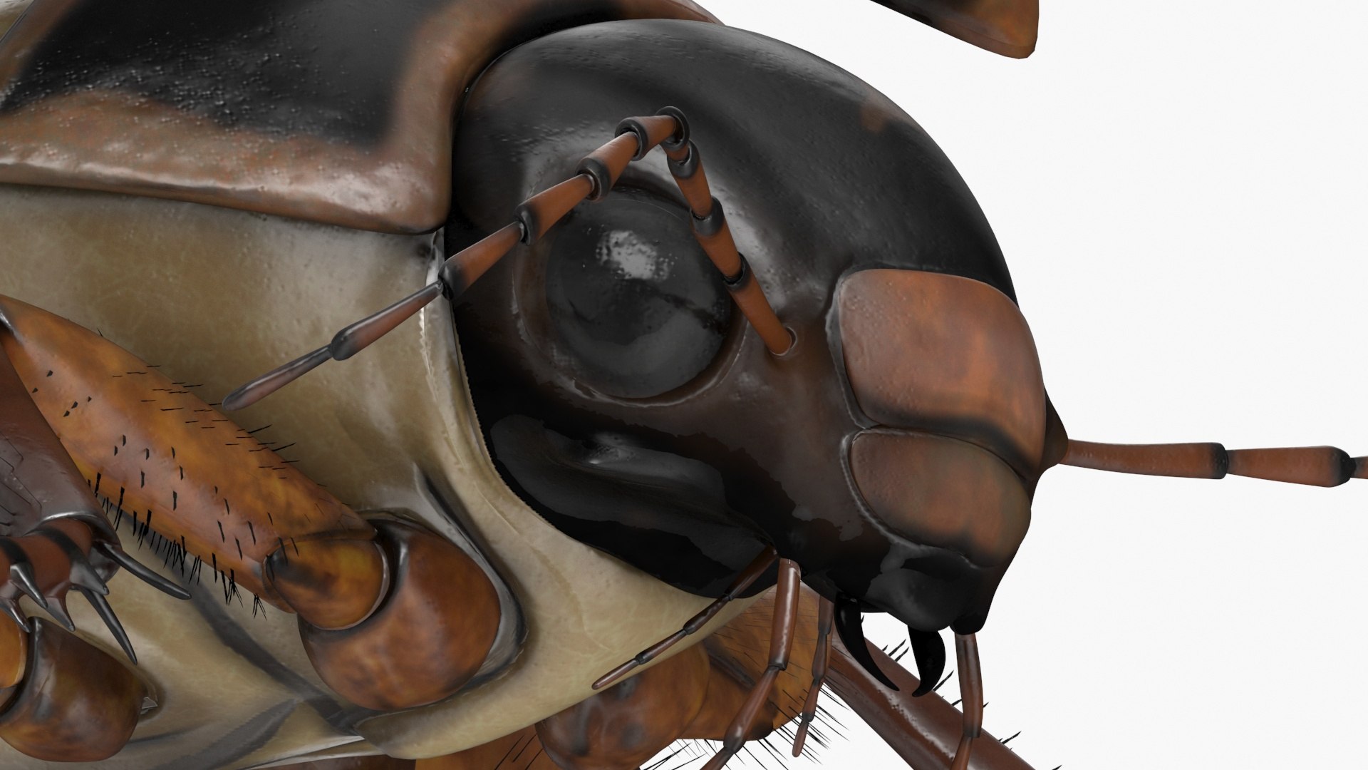 Aquatic Beetle Black Realistic Flying 3D model https://p.turbosquid.com/ts-thumb/1i/R3o249/oh/aquaticbeetleblackrealisticflyingvray3dmodel021/jpg/1718288790/1920x1080/fit_q87/0e4b10326078fb2063acc28adca78e8fdf084007/aquaticbeetleblackrealisticflyingvray3dmodel021.jpg