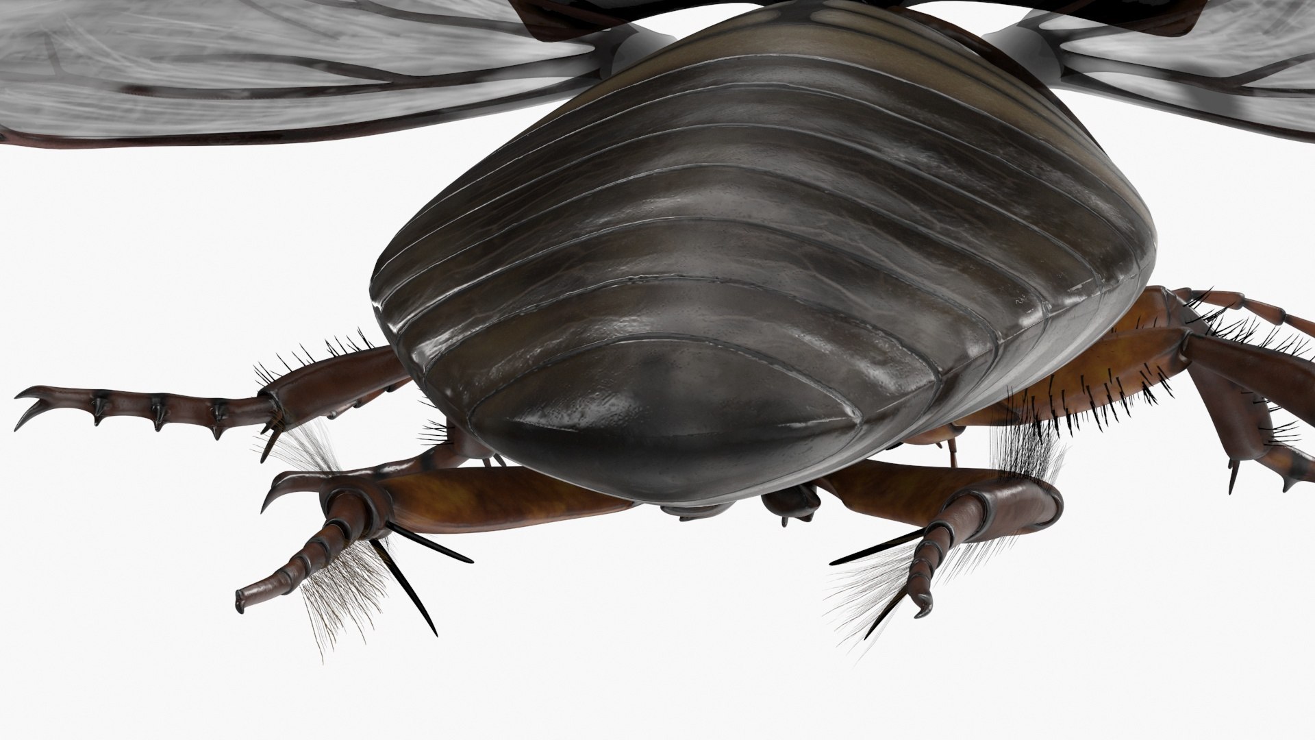 Aquatic Beetle Black Realistic Flying 3D model https://p.turbosquid.com/ts-thumb/1i/R3o249/qX/aquaticbeetleblackrealisticflyingvray3dmodel017/jpg/1718288777/1920x1080/fit_q87/e330c6a0528889038e8381e50fa13aebccf99e35/aquaticbeetleblackrealisticflyingvray3dmodel017.jpg