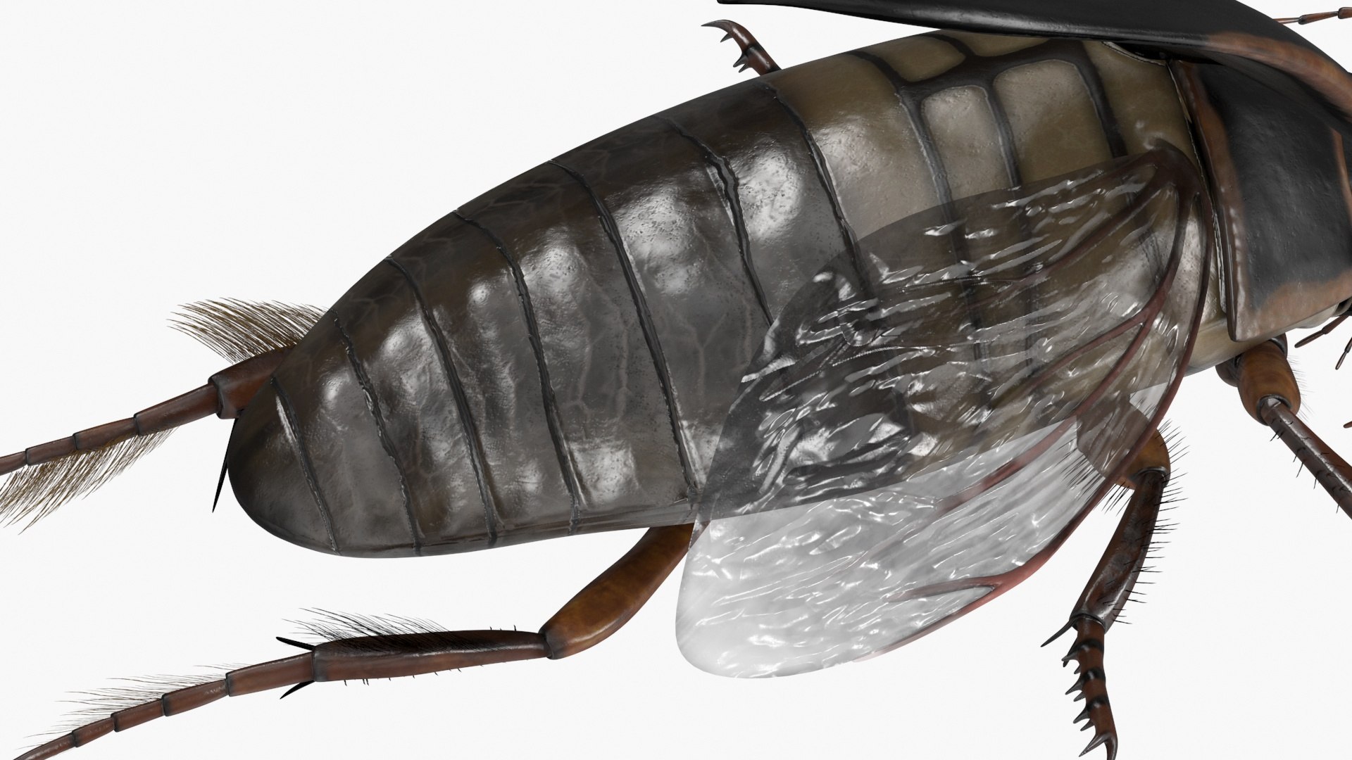 Aquatic Beetle Black Realistic Flying 3D model https://p.turbosquid.com/ts-thumb/1i/R3o249/sU/aquaticbeetleblackrealisticflyingvray3dmodel019/jpg/1718288783/1920x1080/fit_q87/7224dc6cf994a819a8f9c0539b1369b90095b8fa/aquaticbeetleblackrealisticflyingvray3dmodel019.jpg