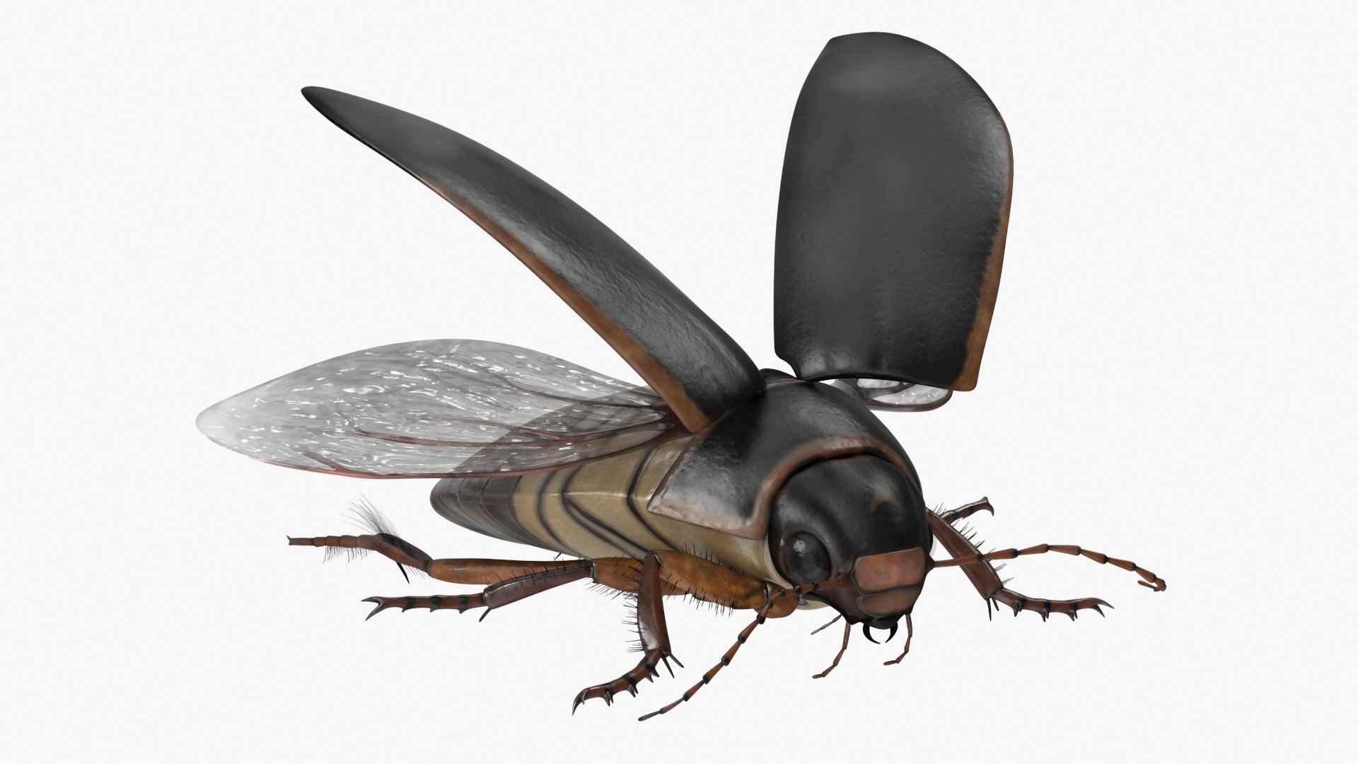 Aquatic Beetle Black Realistic Flying 3D model https://p.turbosquid.com/ts-thumb/1i/R3o249/wL/aquaticbeetleblackrealisticflyingvray3dmodel002/jpg/1718288578/1920x1080/fit_q87/e7ca5b94b3f61784906a7c99e1fd012c76fa4d5b/aquaticbeetleblackrealisticflyingvray3dmodel002.jpg