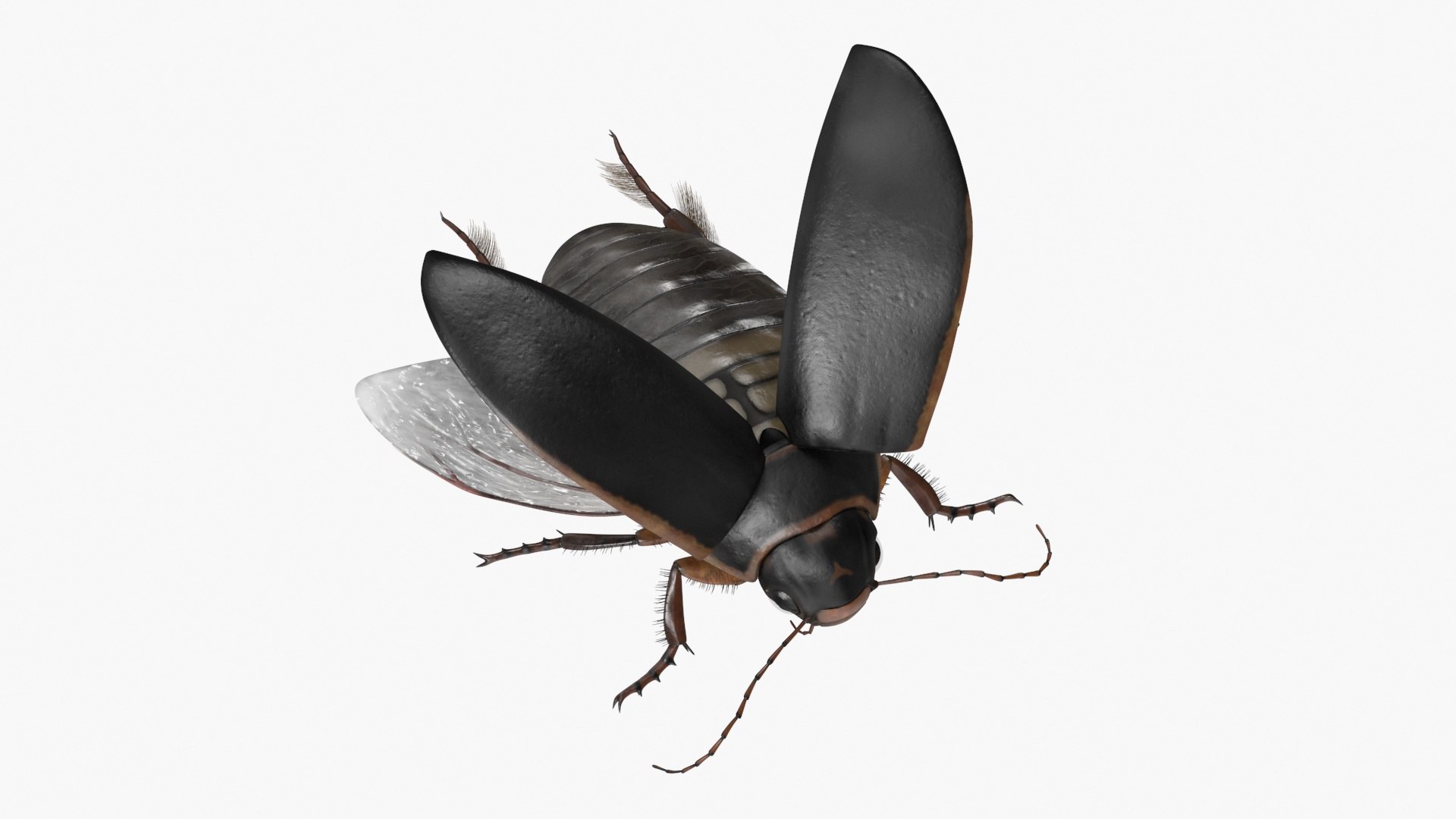 Aquatic Beetle Black Realistic Flying 3D model https://p.turbosquid.com/ts-thumb/1i/R3o249/z4/aquaticbeetleblackrealisticflyingvray3dmodel014/jpg/1718288768/1920x1080/fit_q87/930b4f60360a80c5227d4da837e1d57a220f28a0/aquaticbeetleblackrealisticflyingvray3dmodel014.jpg