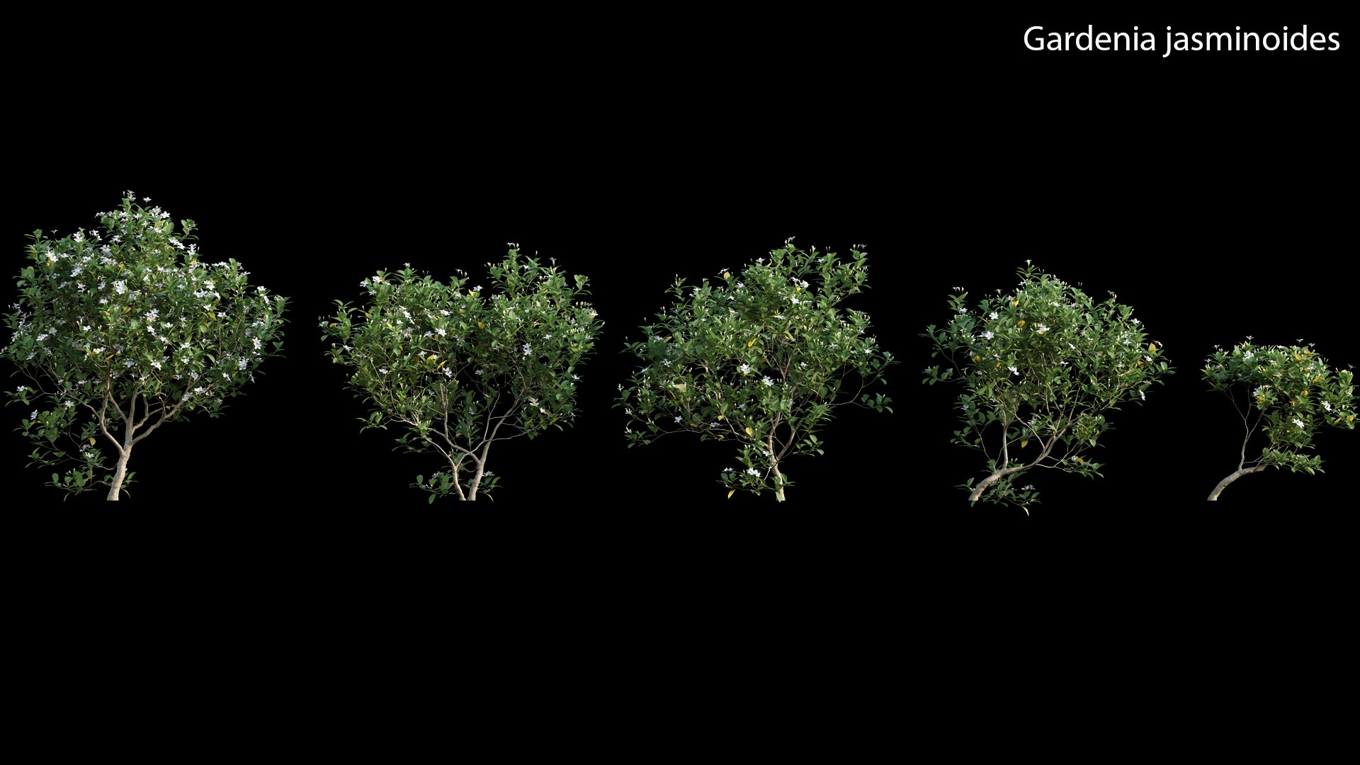3D model Chinese garden https://p.turbosquid.com/ts-thumb/1i/SEOT8n/2S/3dtree_gardenia_jasminoides_01_01/jpg/1638068013/1920x1080/fit_q87/c2299957e285bc03bf0bc19e5150630b545aa1ff/3dtree_gardenia_jasminoides_01_01.jpg
