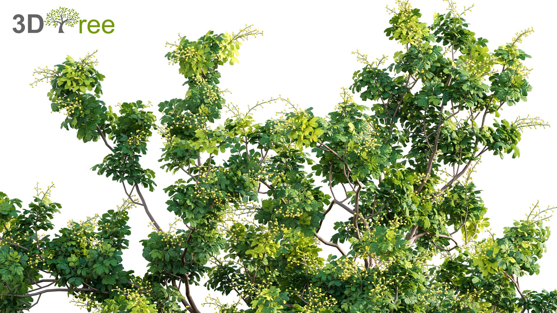 3D model Chinese garden https://p.turbosquid.com/ts-thumb/1i/SEOT8n/Vi/3dtree_aglaiaduperreana_03_v2/jpg/1638068022/1920x1080/fit_q87/09c73e0bcd1a7794f2d7a66fc121f4b168d204e2/3dtree_aglaiaduperreana_03_v2.jpg
